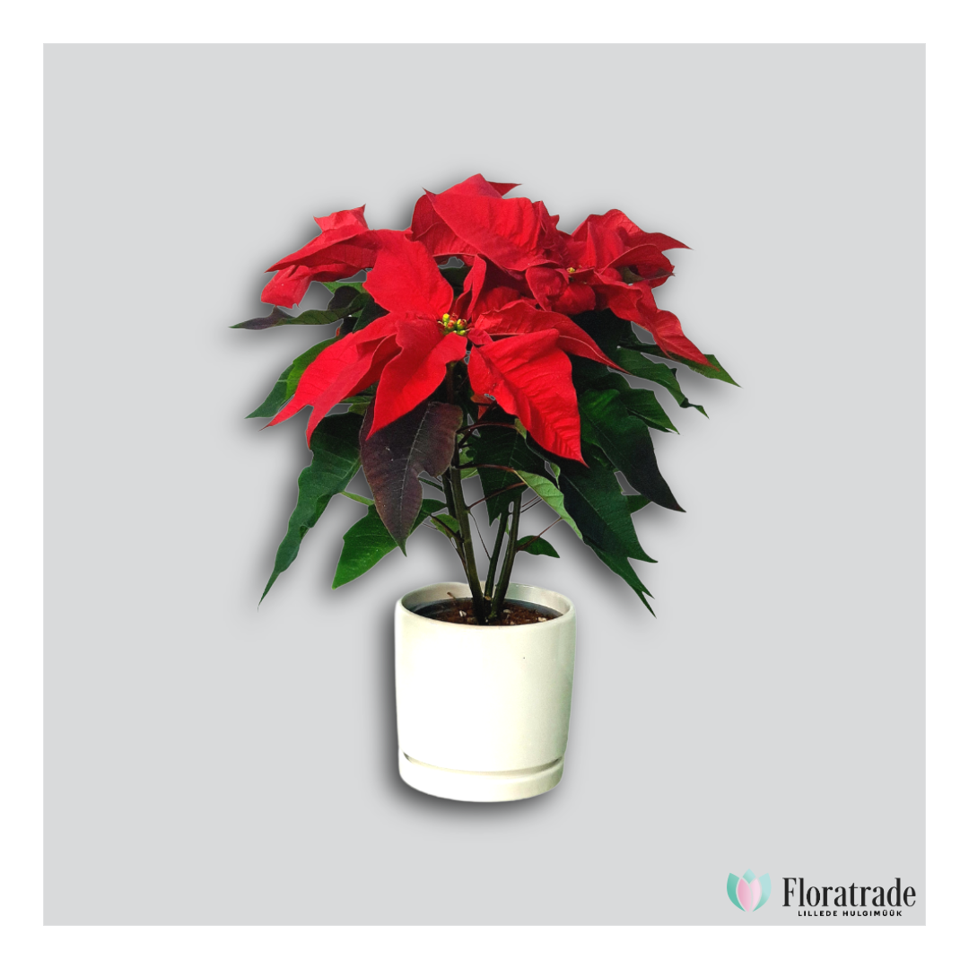 jõulutäht.png (598 KB)